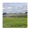 AS Agricultural Solar Farm Mounting System